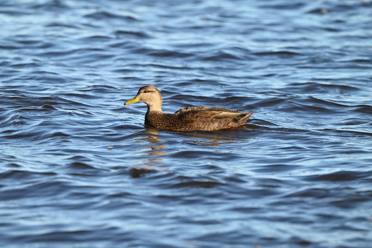 rødfotand - ML644271671