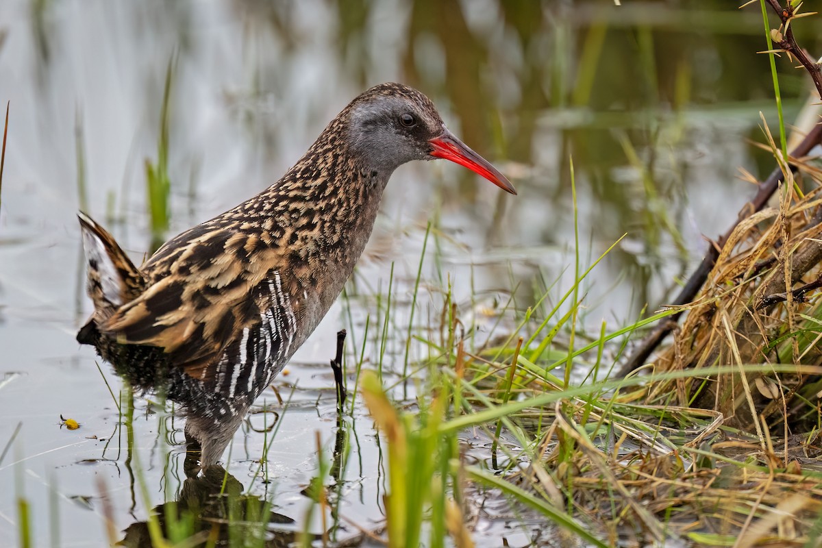 chřástal patagonský - ML644271698