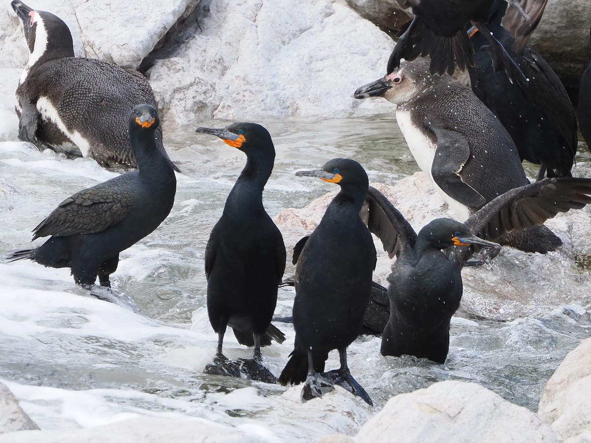 キノドハナグロウ - ML644271709