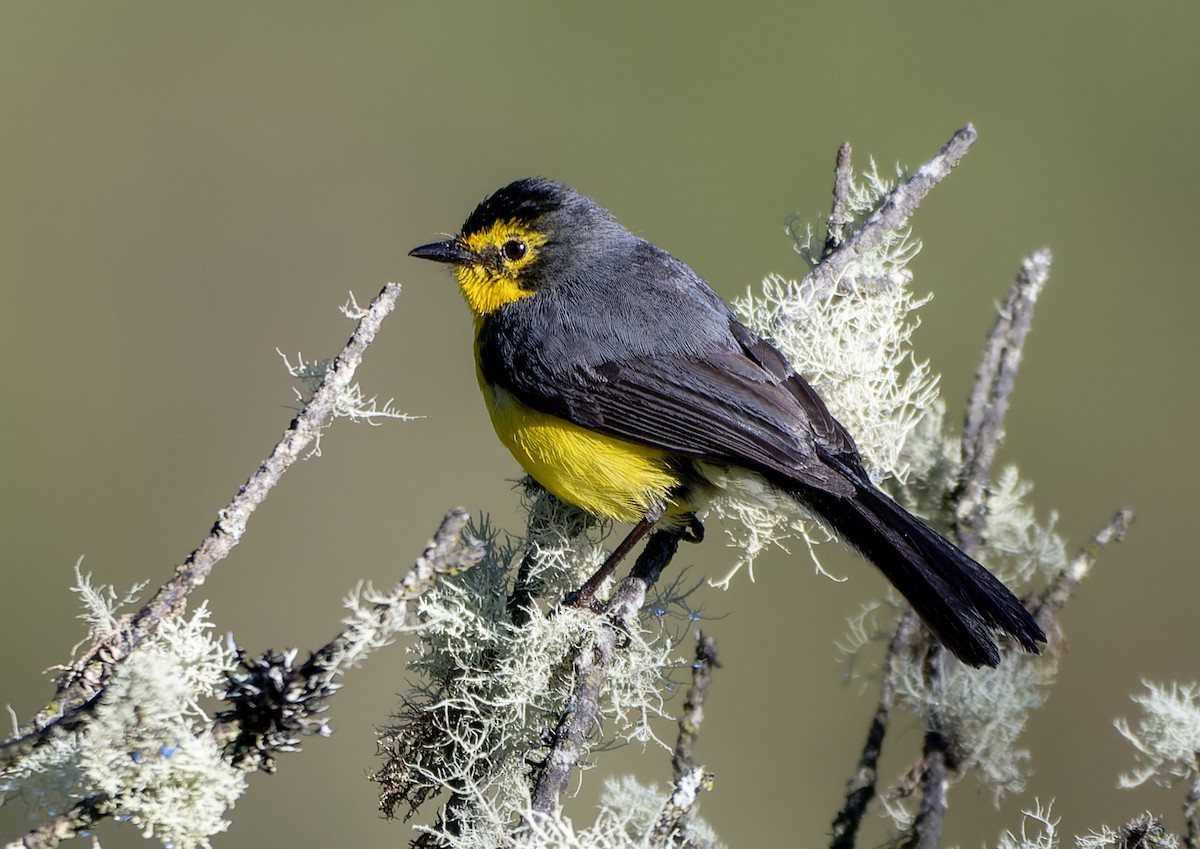 Brillenwaldsänger - ML644271711