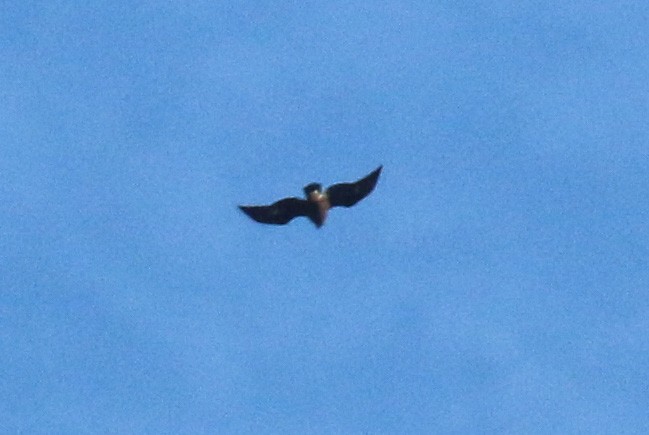 Цармын бүргэд - ML644271714