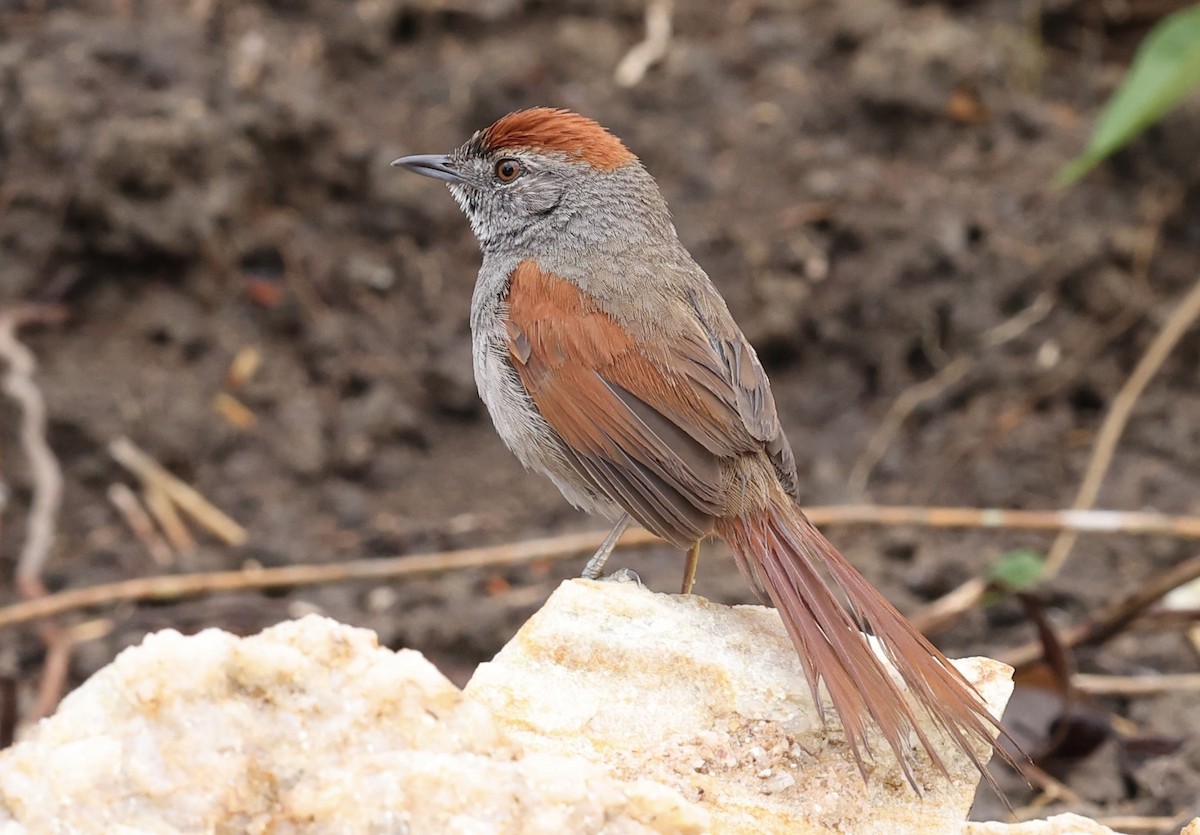 Sooty-fronted Spinetail - ML644271729