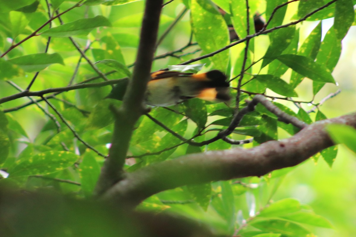 Kızıl Kuyruklu Ötleğen - ML644271795