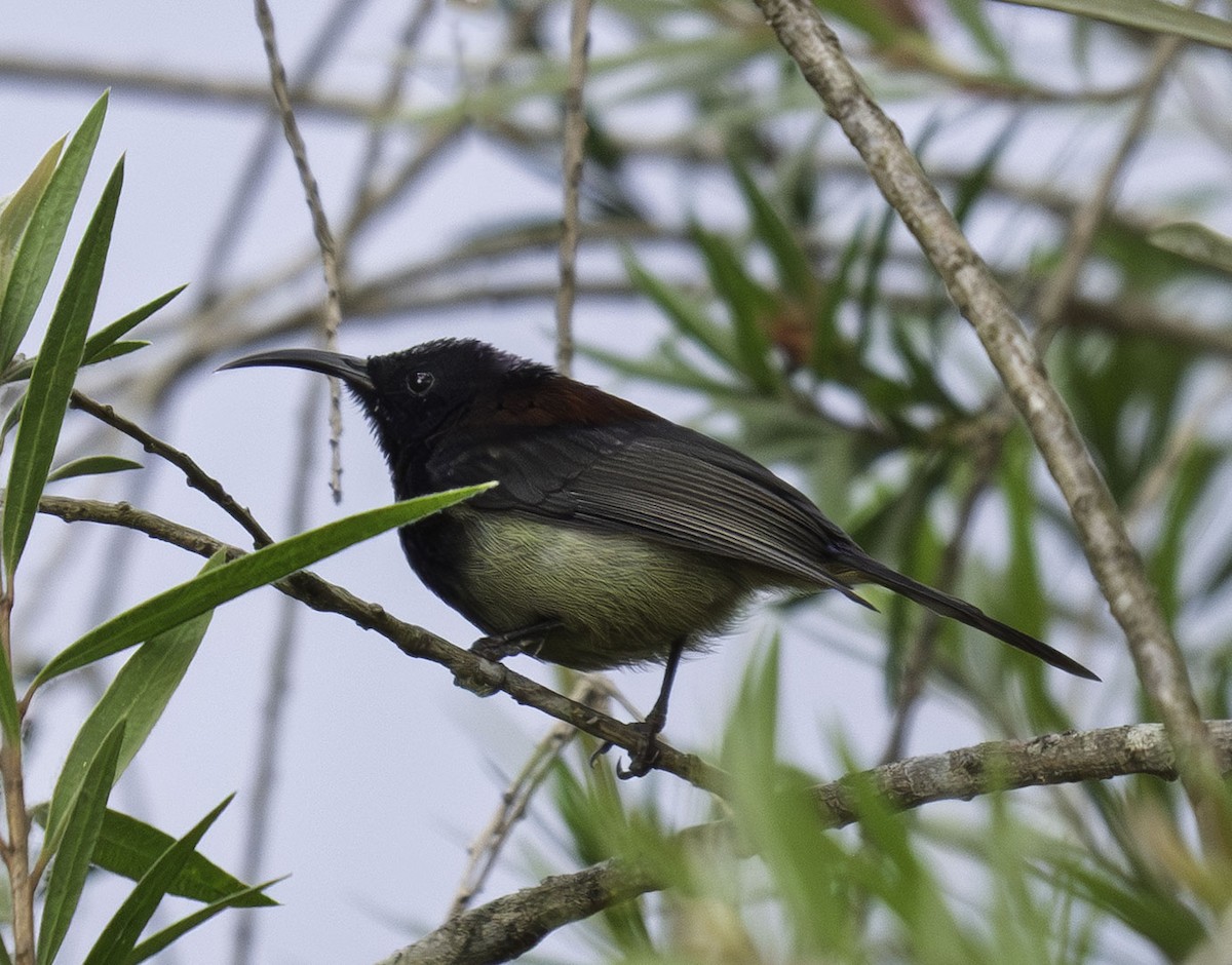 Kara Gerdanlı Nektarkuşu - ML644271797