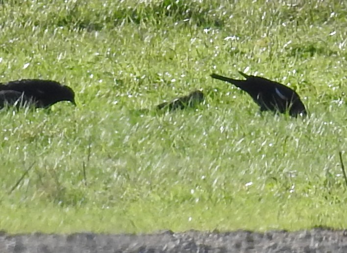 Tricolored Blackbird - ML644271804