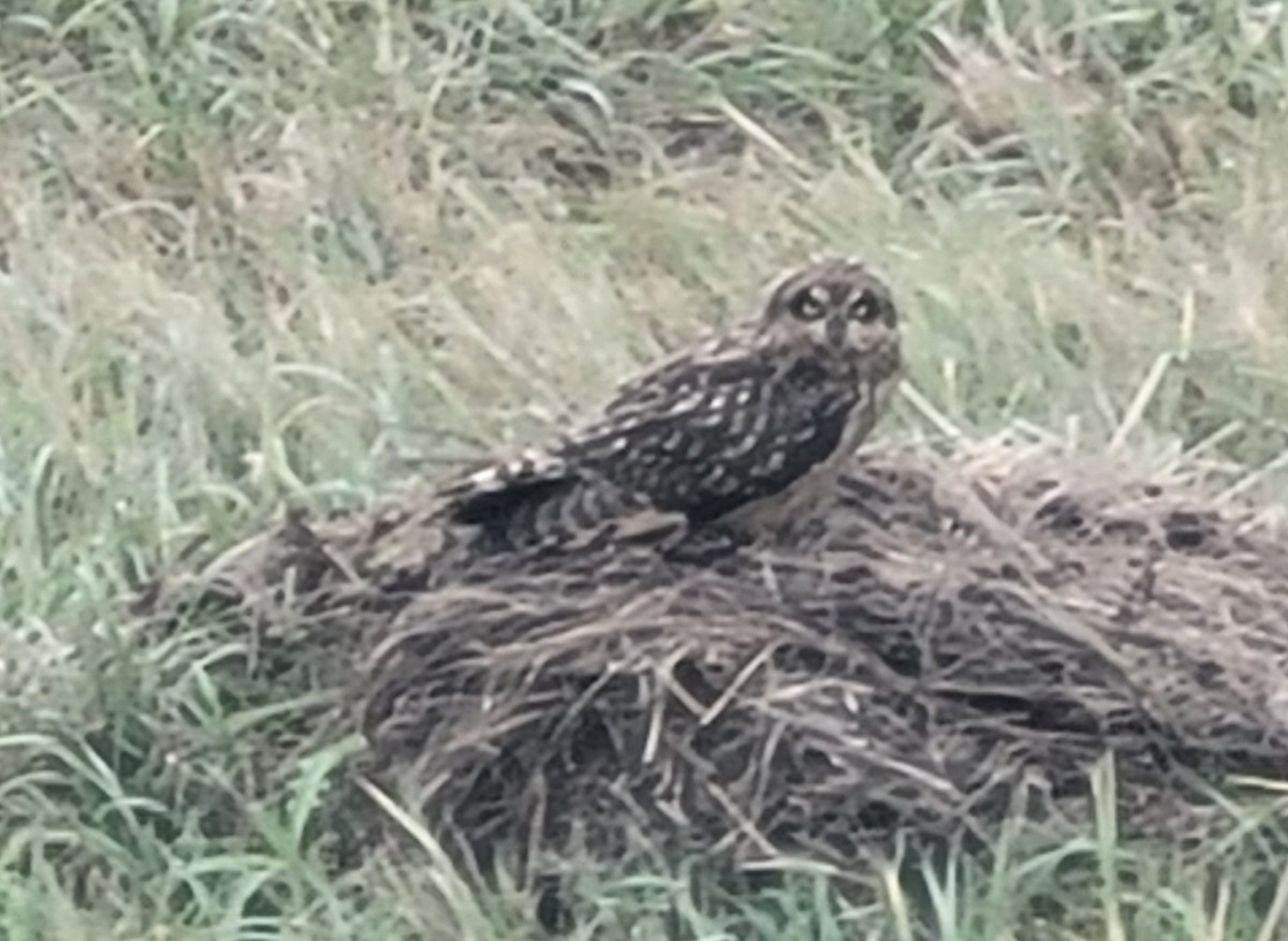 Short-eared Owl - ML644271807