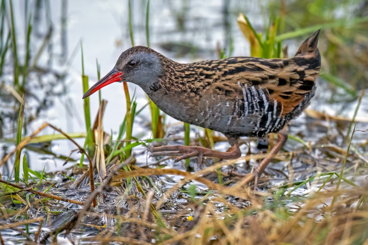 chřástal patagonský - ML644271808