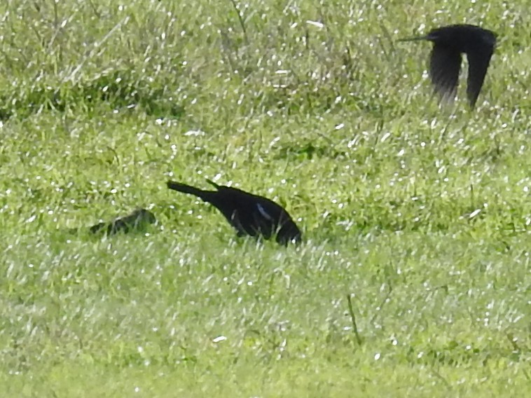 Tricolored Blackbird - ML644271814