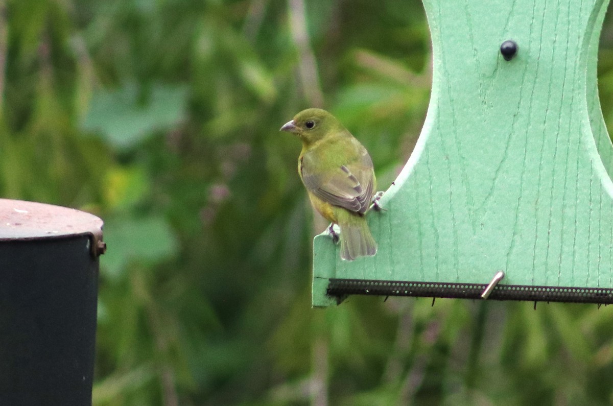 Papstfink - ML644271832