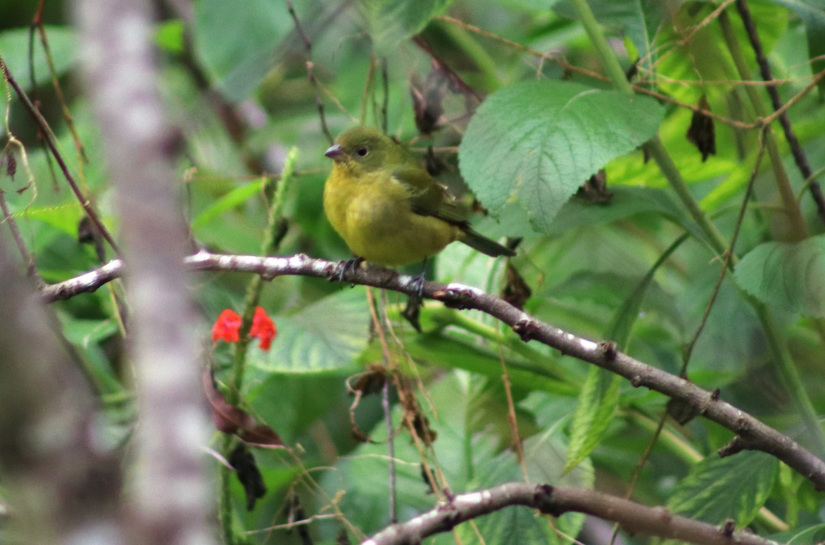 Papstfink - ML644271833