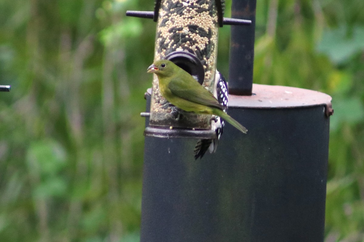 Papstfink - ML644271834