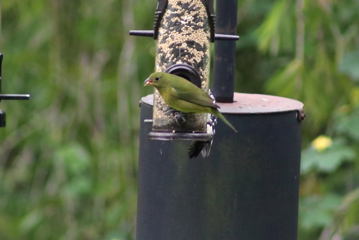 Papstfink - ML644271835