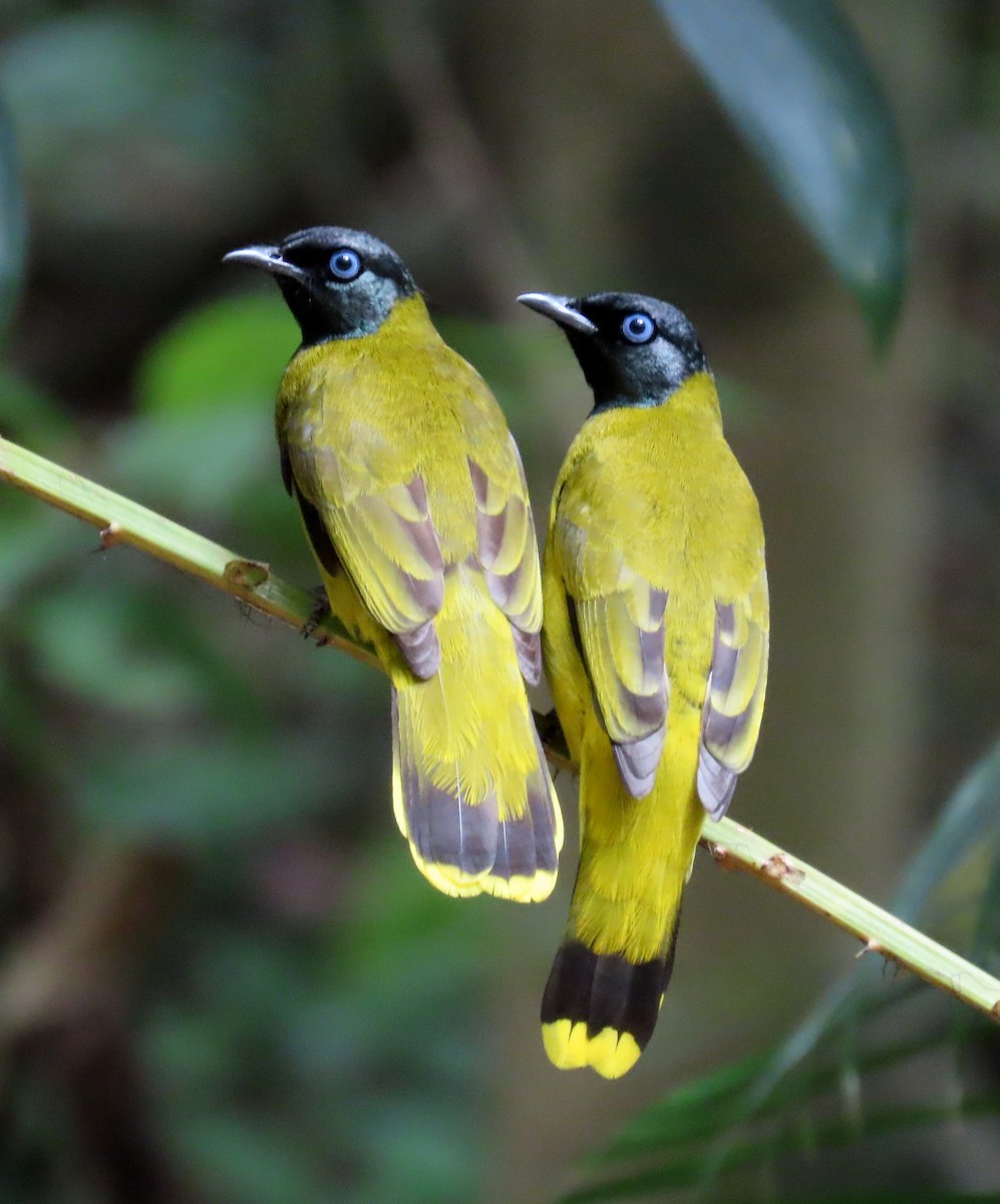 Black-headed Bulbul - ML644271841