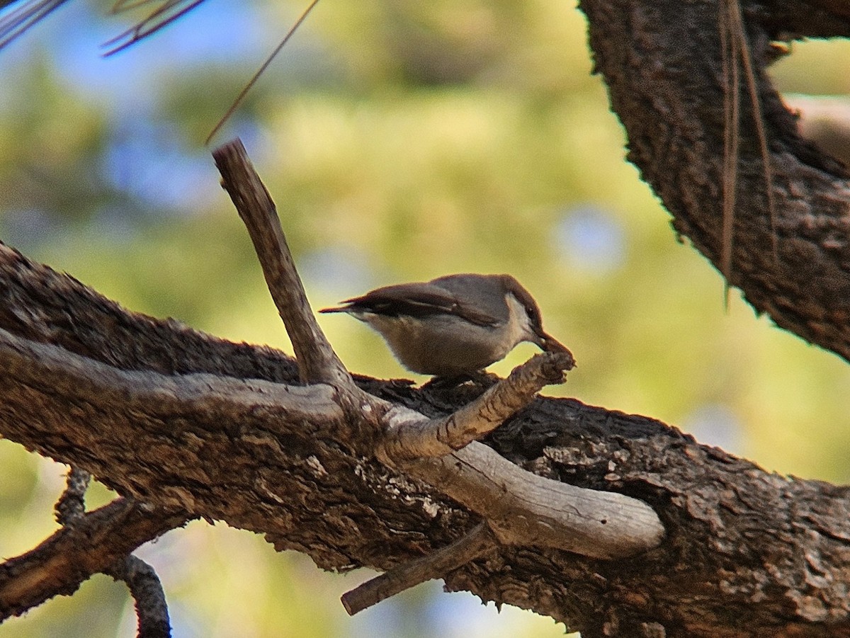 pygméspettmeis - ML644271845