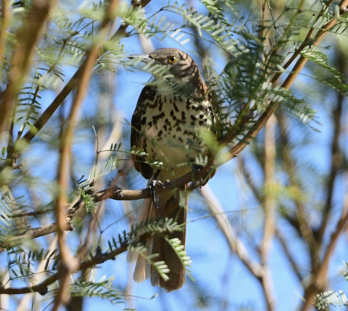 Brown Thrasher - ML644271862