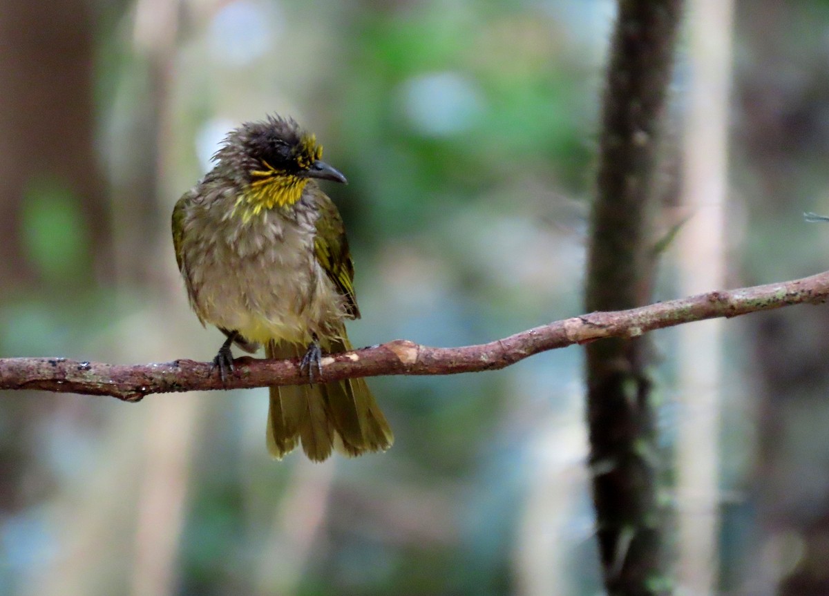 Stripe-throated Bulbul - ML644271863