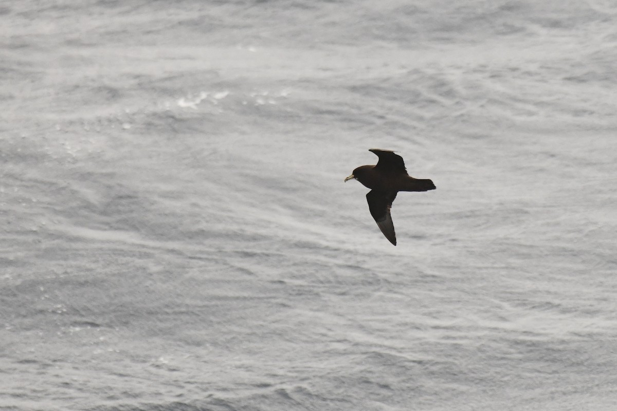 Beyaz Gıdılı Yelkovan - ML644271869