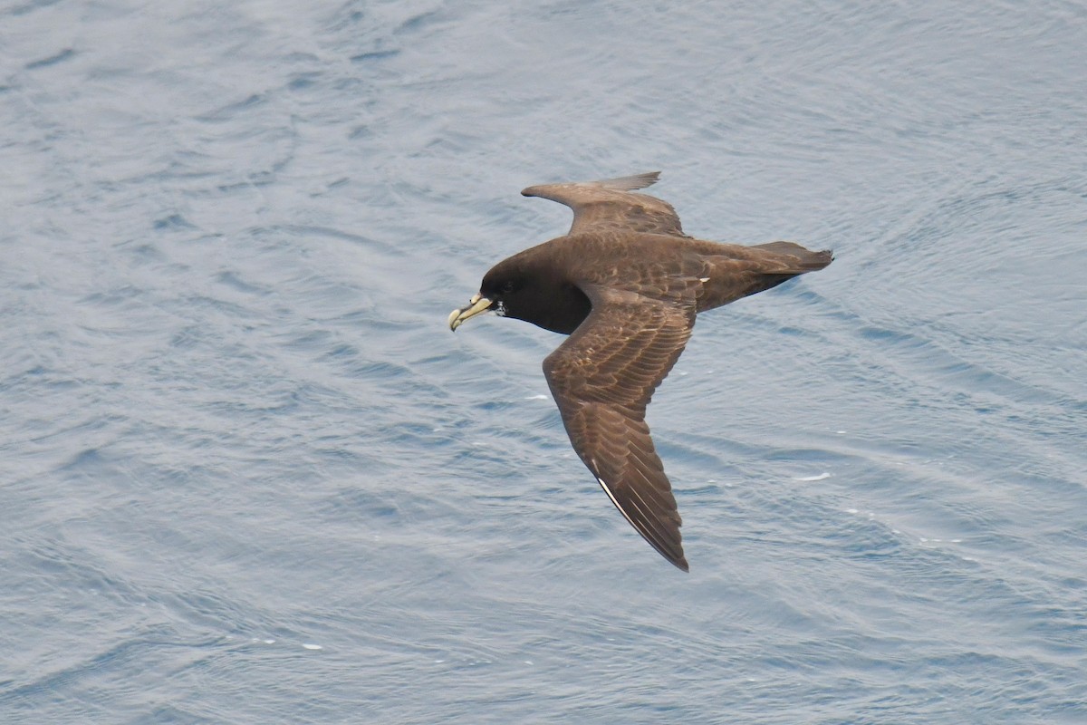 Beyaz Gıdılı Yelkovan - ML644271870