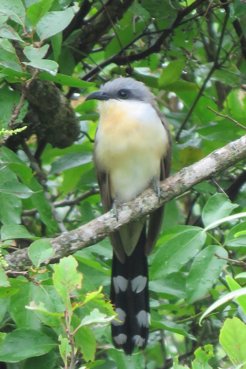 Кукліло бурий - ML644271871