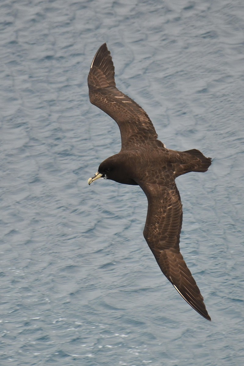 Beyaz Gıdılı Yelkovan - ML644271872