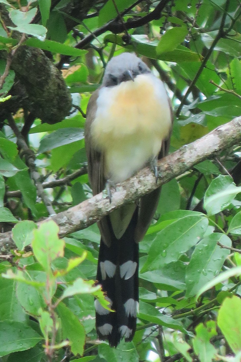 Кукліло бурий - ML644271873