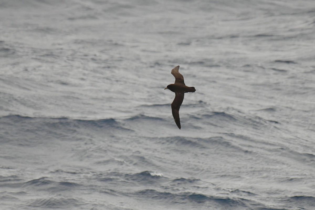 Beyaz Gıdılı Yelkovan - ML644271874