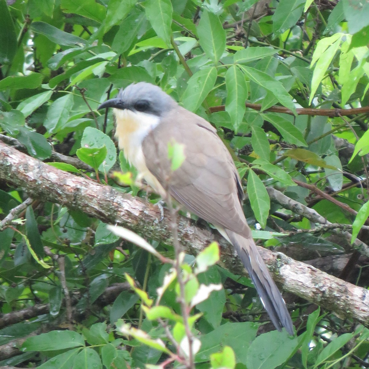 Кукліло бурий - ML644271877