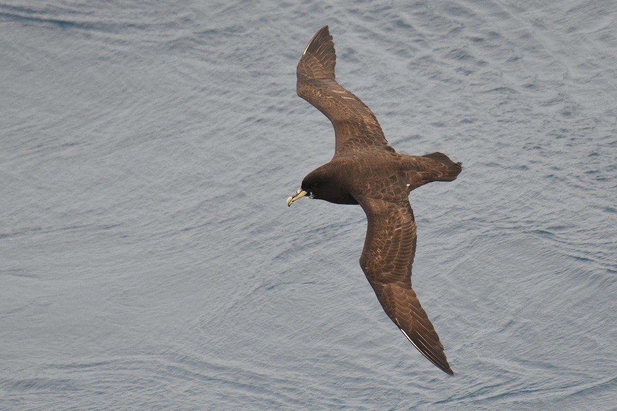 Beyaz Gıdılı Yelkovan - ML644271878