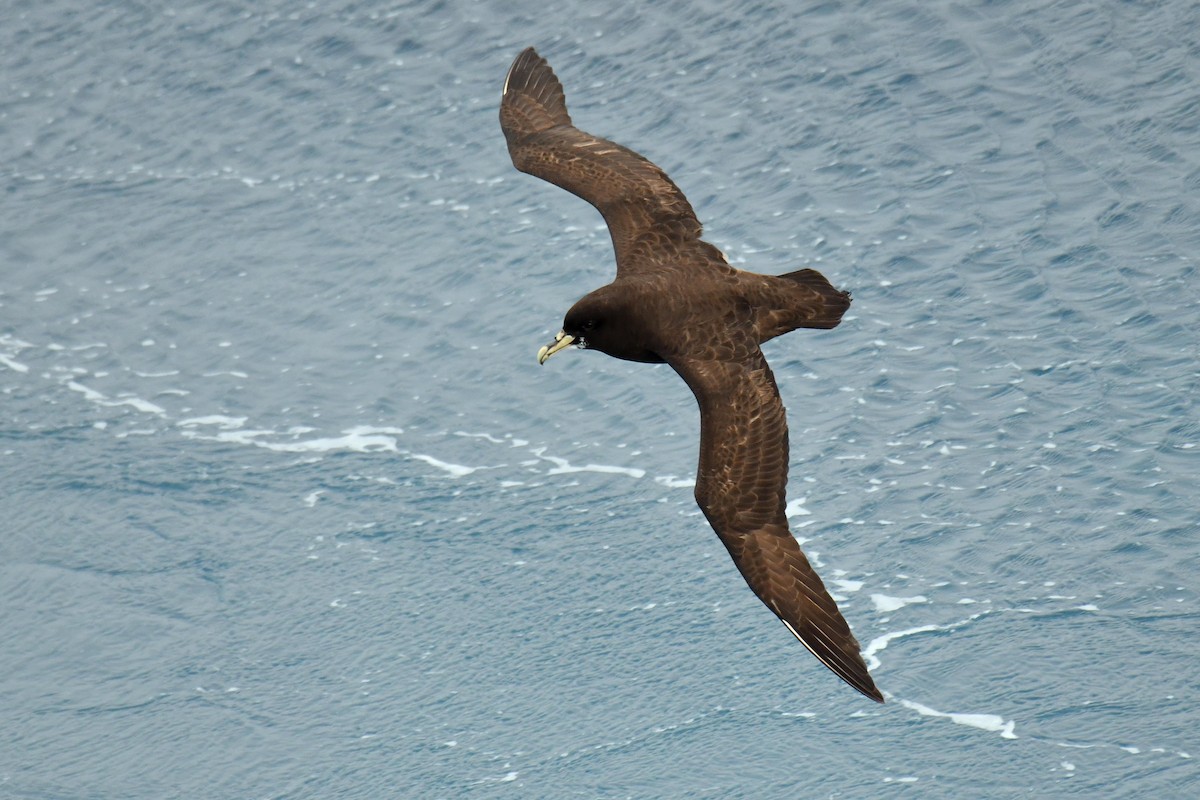 Beyaz Gıdılı Yelkovan - ML644271879