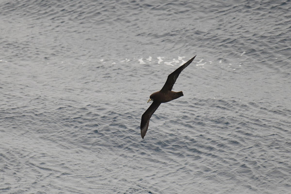 Beyaz Gıdılı Yelkovan - ML644271880