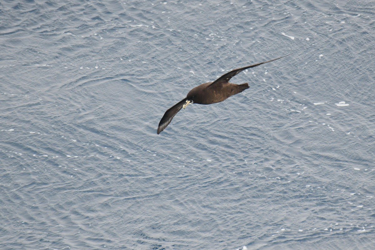 Beyaz Gıdılı Yelkovan - ML644271881