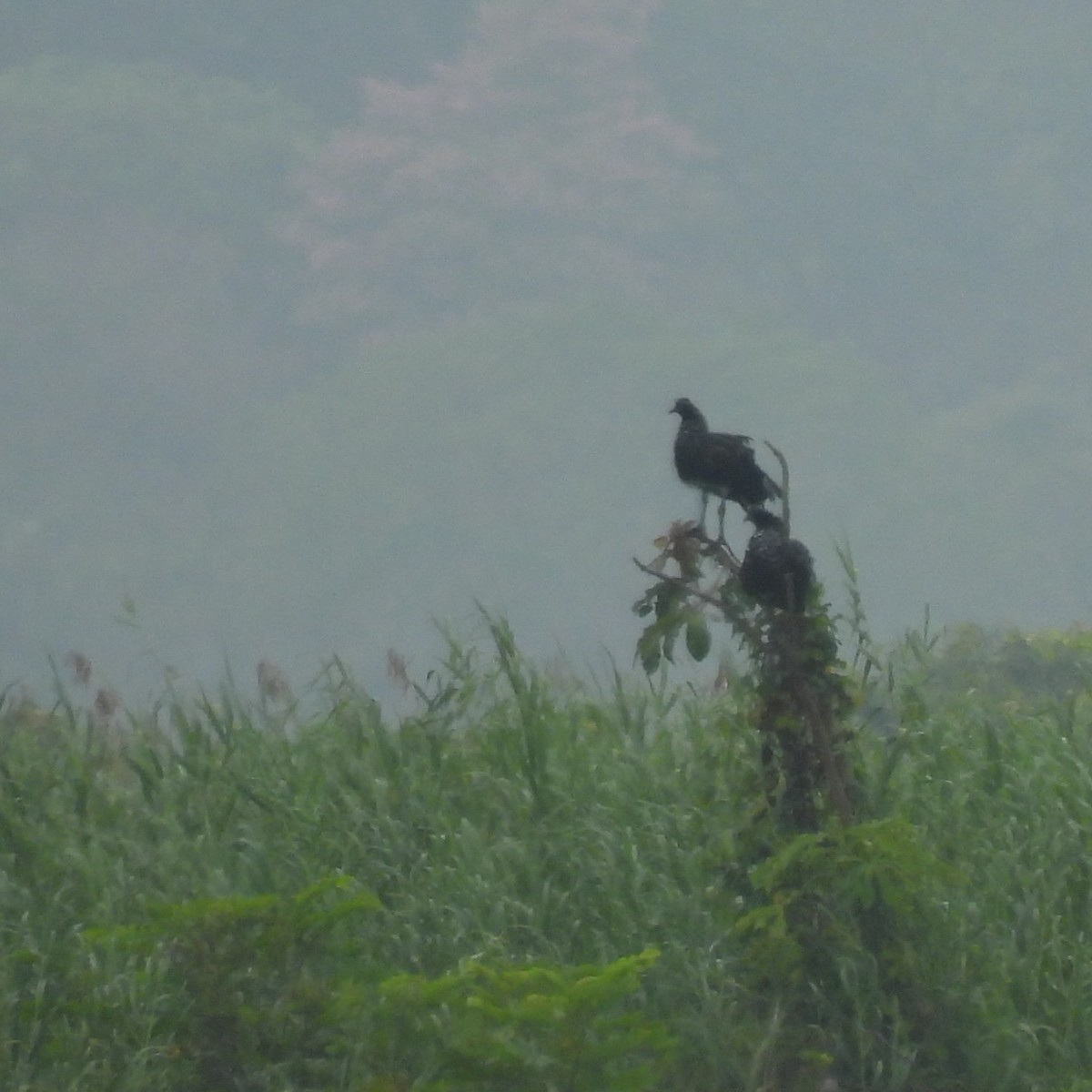 Horned Screamer - ML644271905