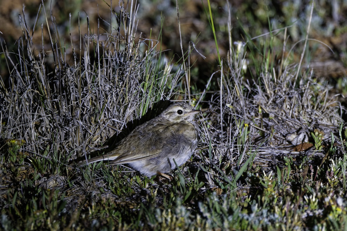 Australian Pipit - ML644271907