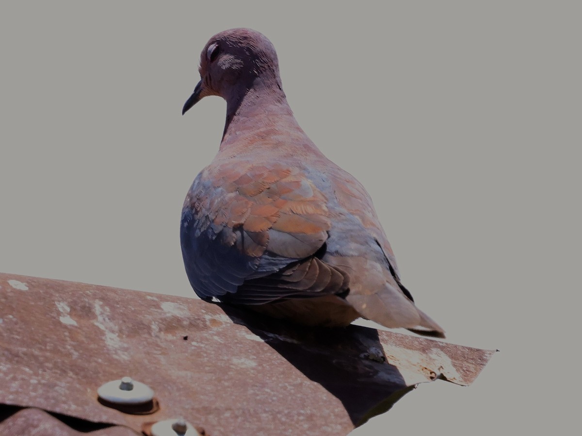 Tortora delle palme - ML644271916