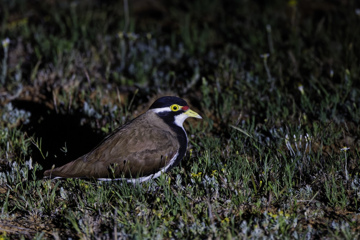 Vanneau tricolore - ML644271917