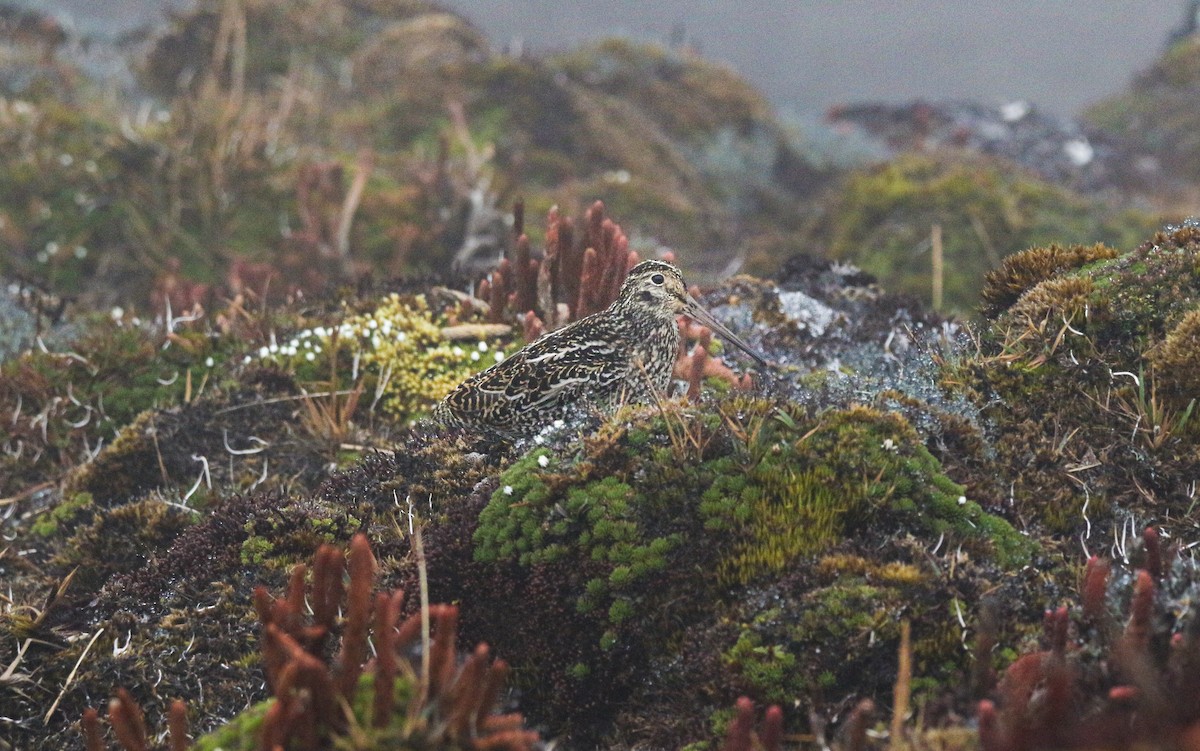 Jameson's Snipe - ML644271923