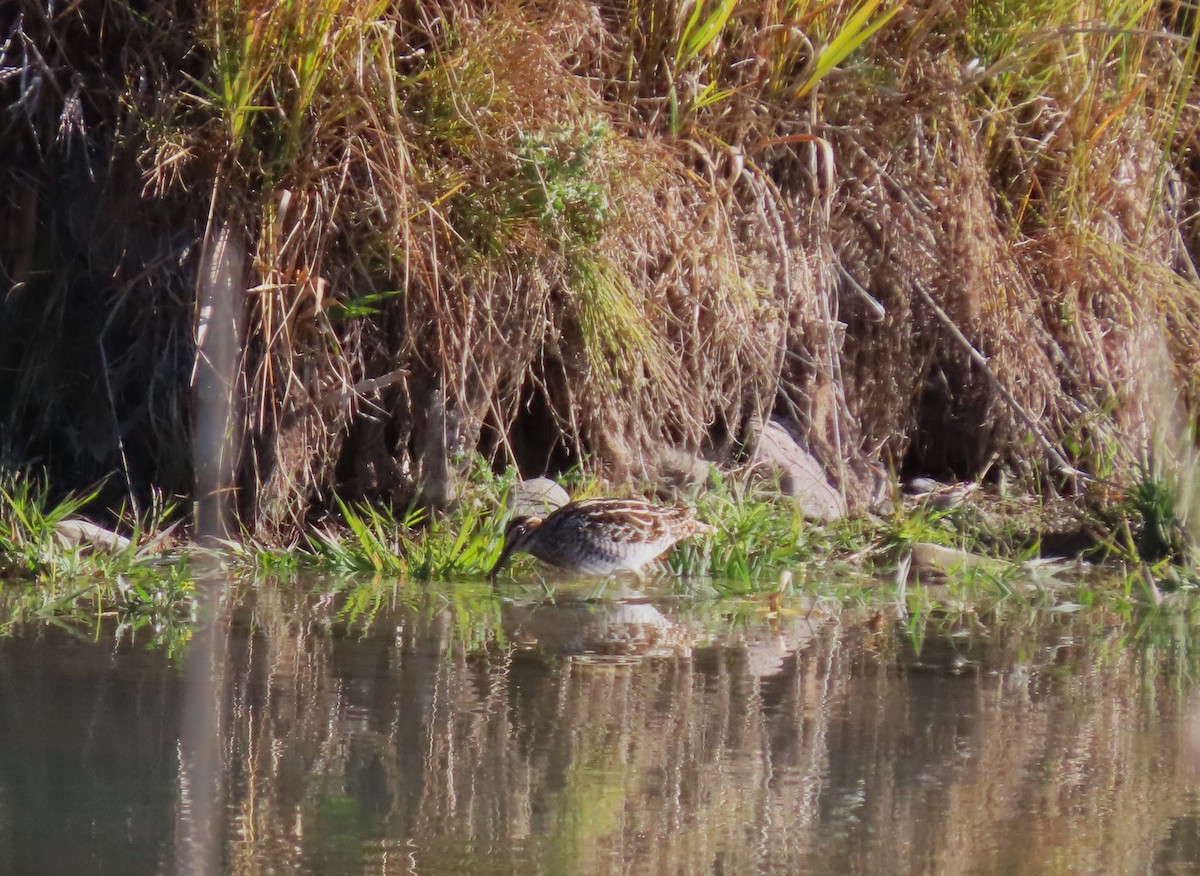 kanadabekkasin - ML644271926