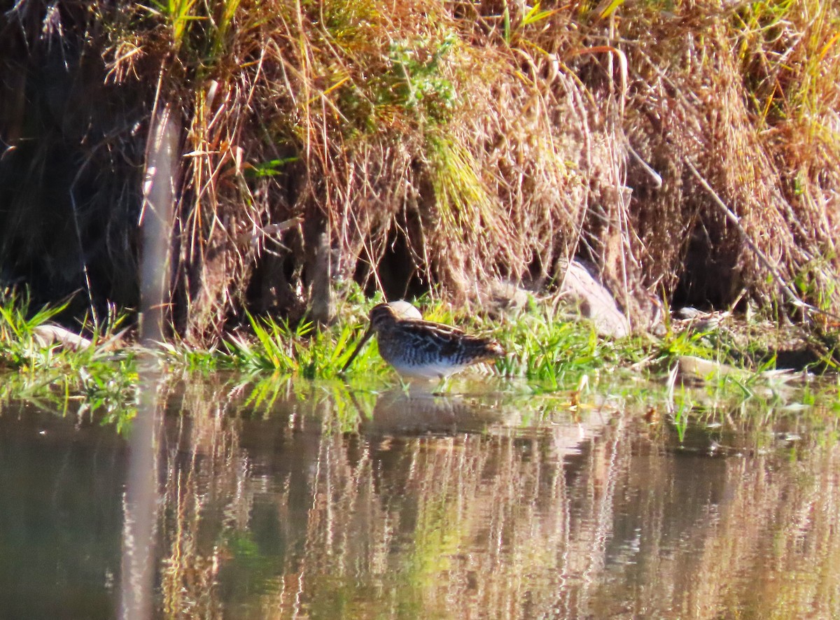 kanadabekkasin - ML644271927