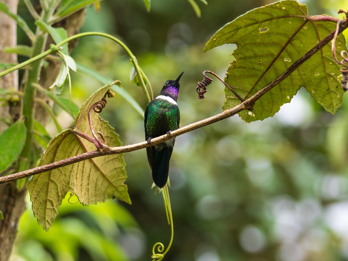 Héliange à queue bleue - ML644271944