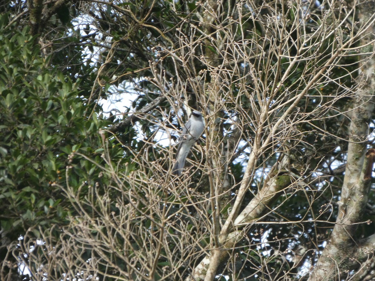 White-bellied Cuckooshrike - ML644271946