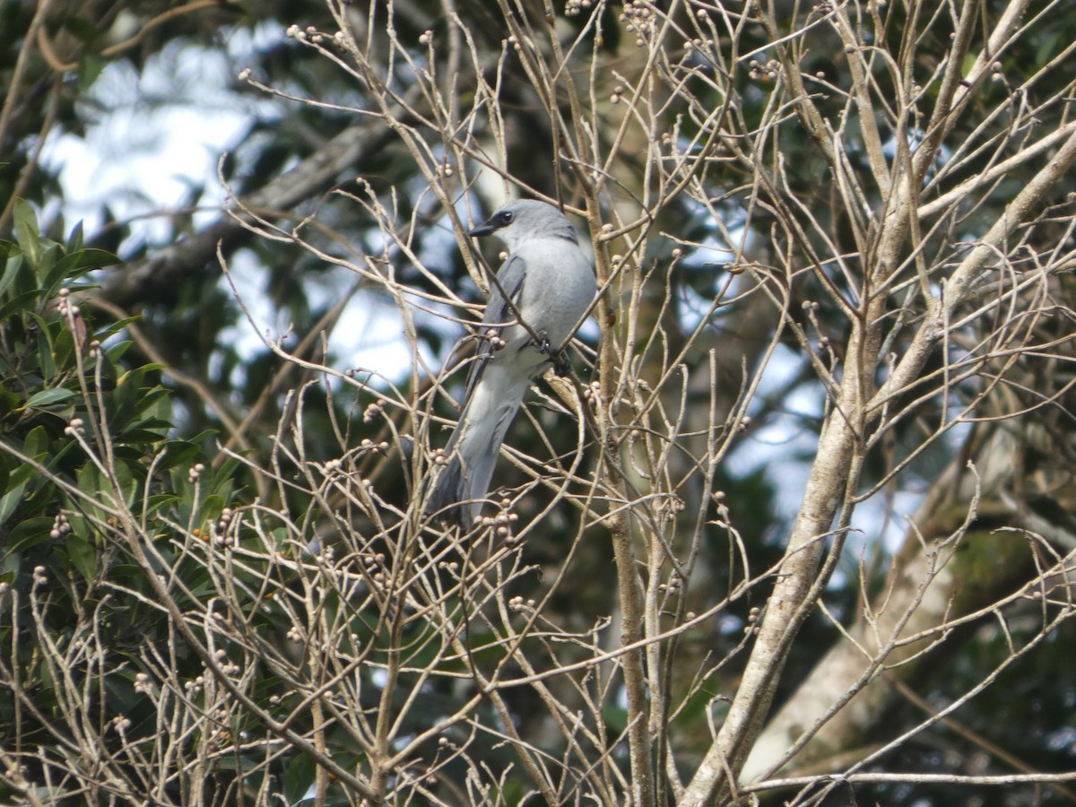 White-bellied Cuckooshrike - ML644271947