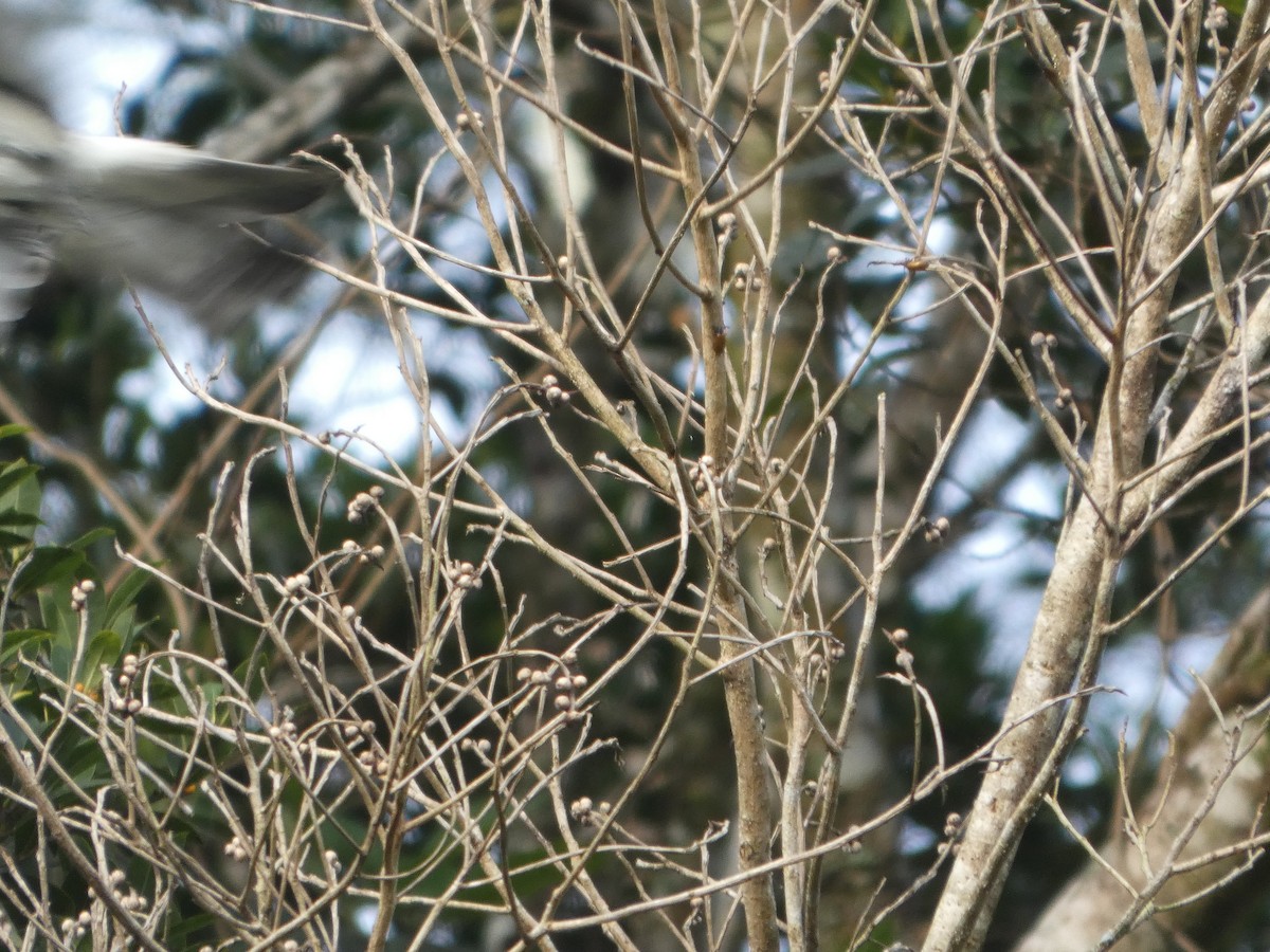 White-bellied Cuckooshrike - ML644271948