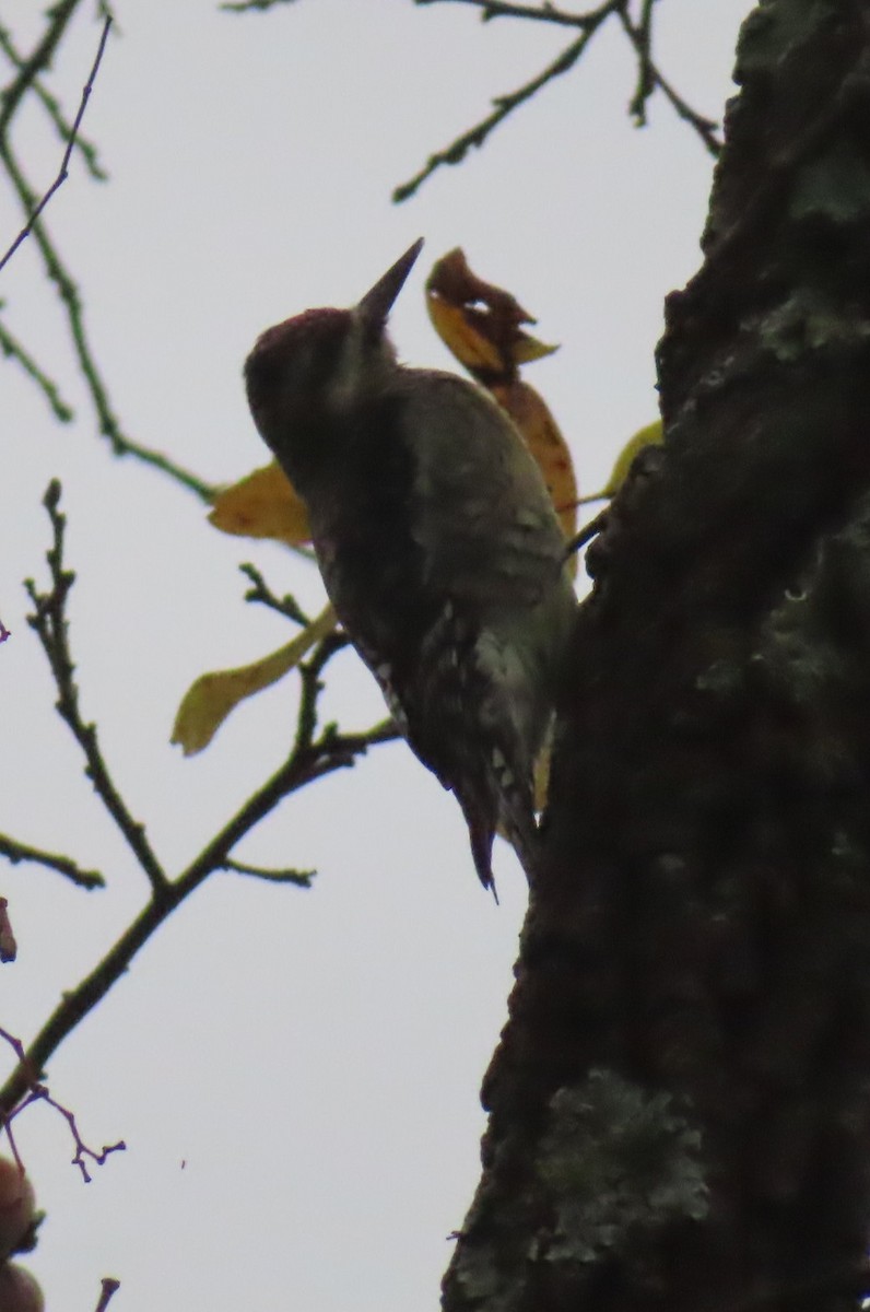 Yellow-bellied Sapsucker - ML644271949