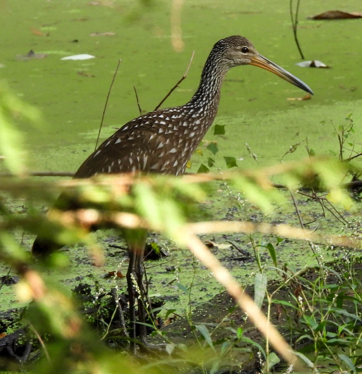 Limpkin - ML644271951