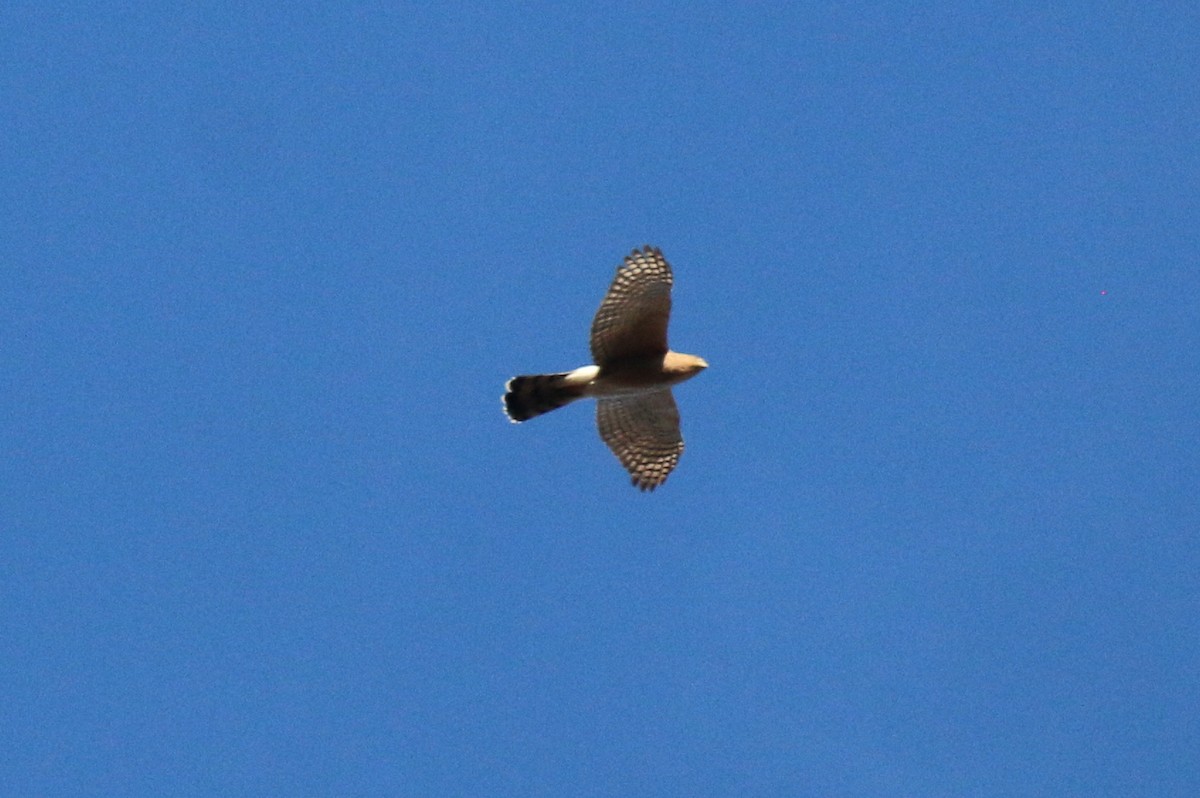 Cooper's Hawk - ML644271955