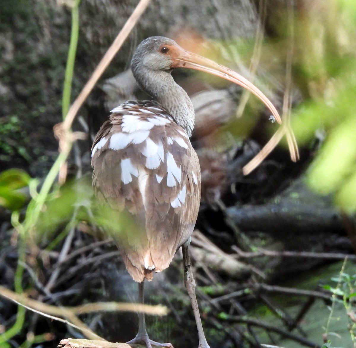 White Ibis - ML644271957