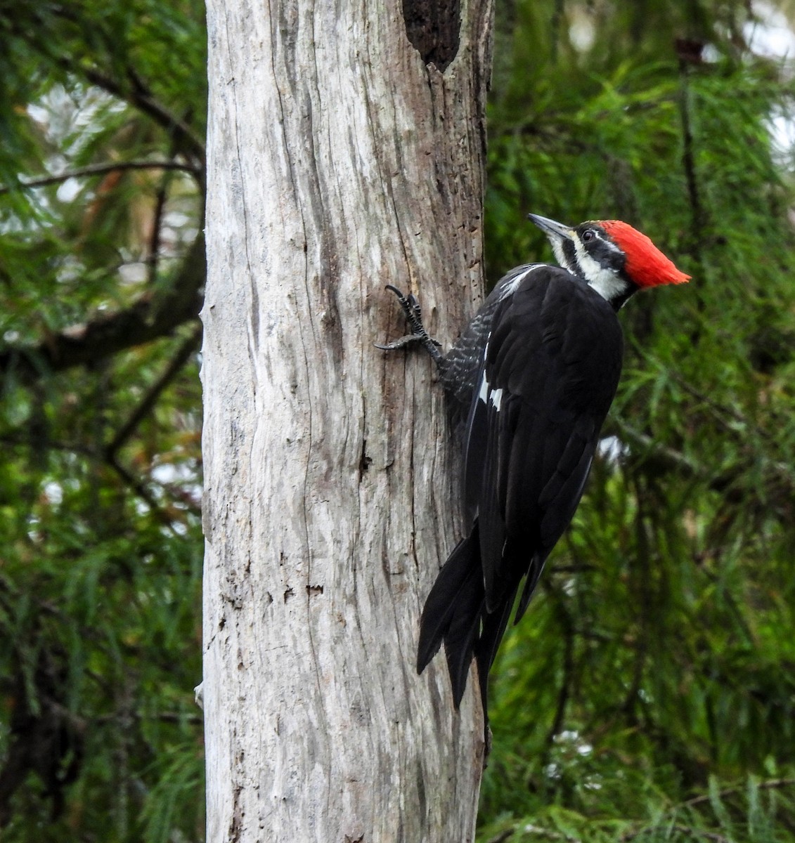 Pileated Woodpecker - ML644271967