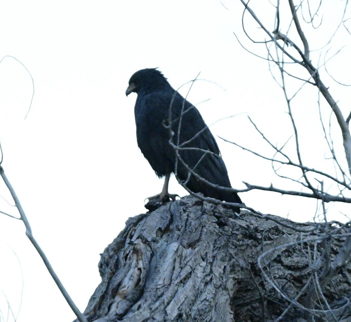 Common Black Hawk - ML644271976