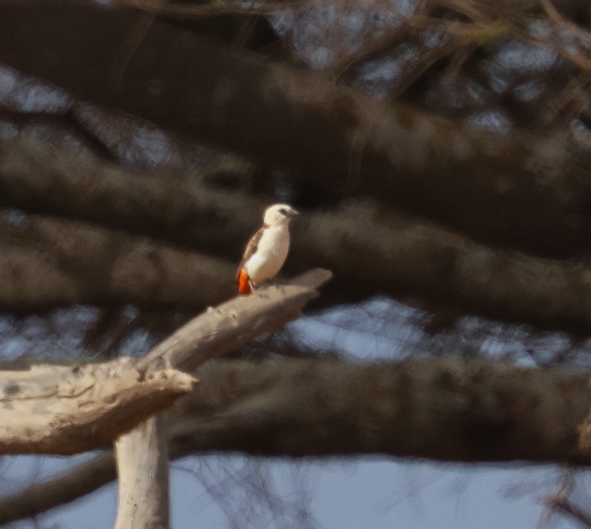 Alecto à tête blanche - ML644271980