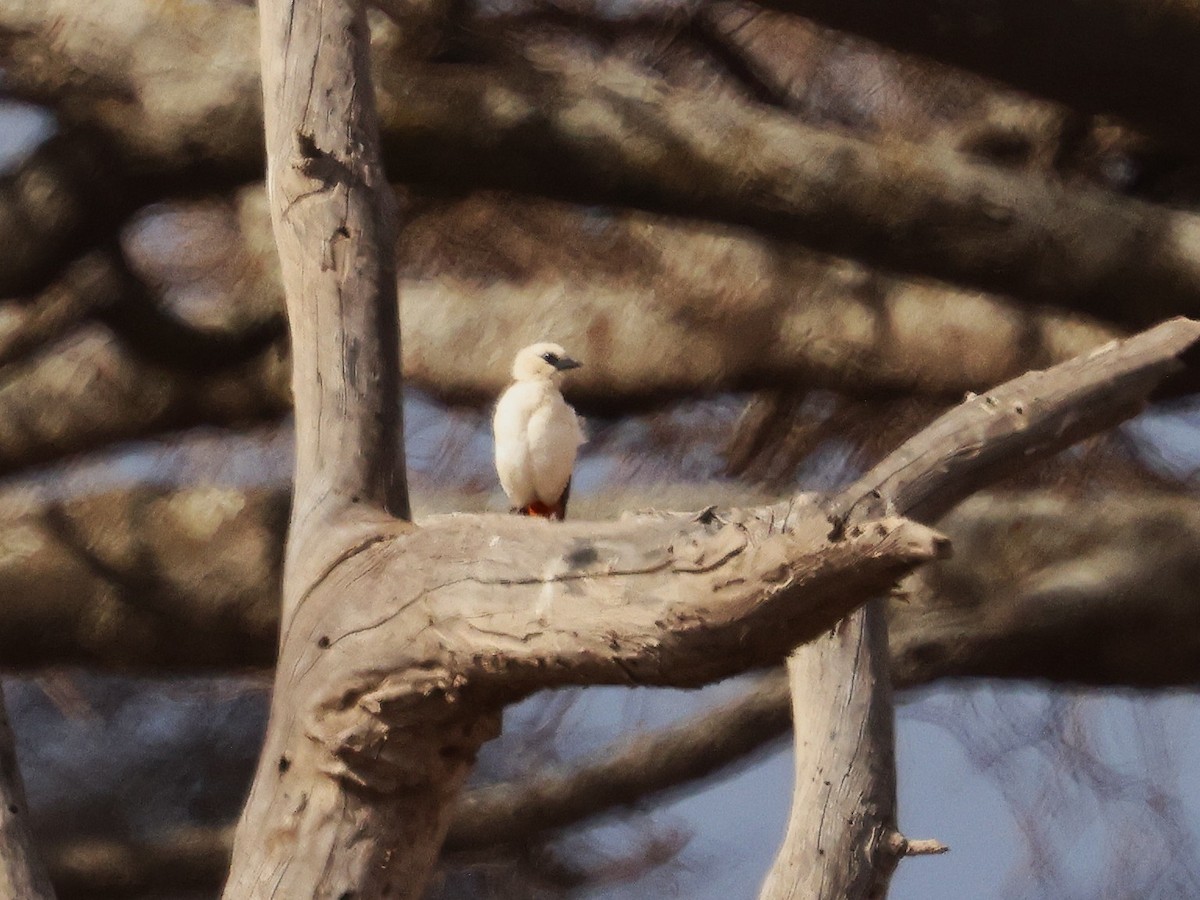 Alecto à tête blanche - ML644271981